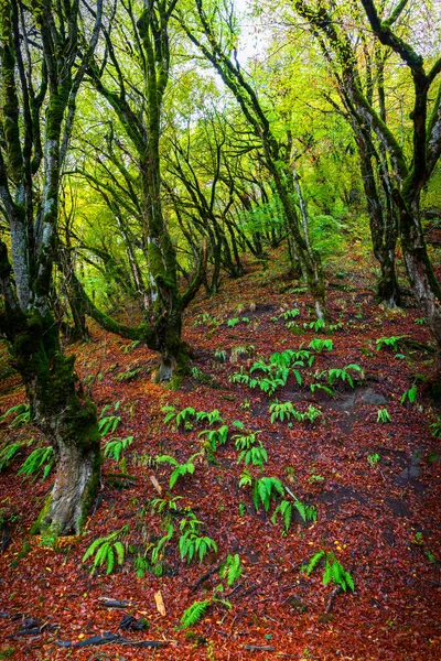 Sonbaharın başlangıcı Dağlardaki ormanda