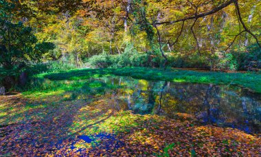 Ormandaki gölet sonbahar yapraklarıyla kaplı.