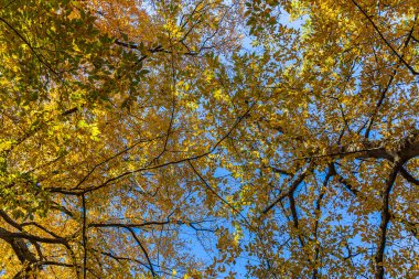 Sonbaharda ormanda ağaçların tacı