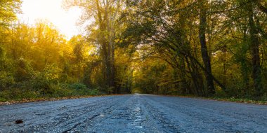 Asfalt yol sonbahar ormanı