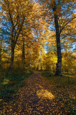 Kasım 'da ormanda sonbahar renkleri