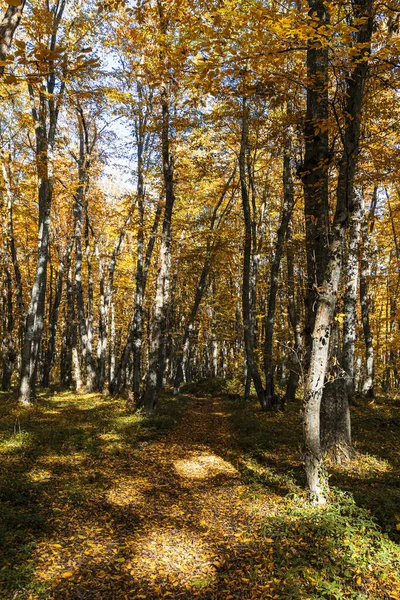 Colores Otoñales Bosque Noviembre — Foto de Stock