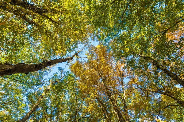 Короны Деревьев Лесу Осенью — стоковое фото