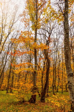 Kasım 'da ormanda sonbahar renkleri
