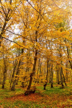 Kasım 'da ormanda sonbahar renkleri