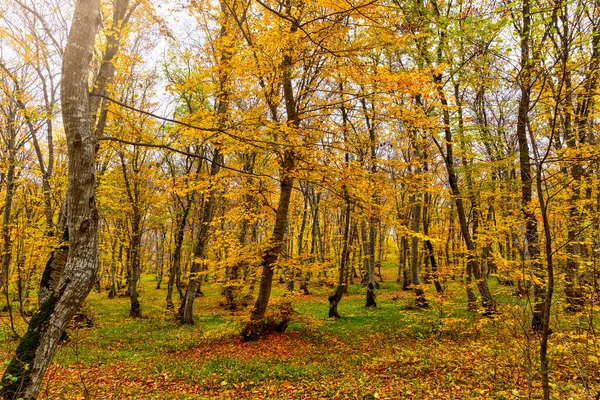 Höstfärger Skogen November — Stockfoto