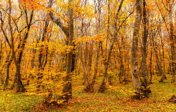 Colores Otoñales Bosque Noviembre — Foto de Stock