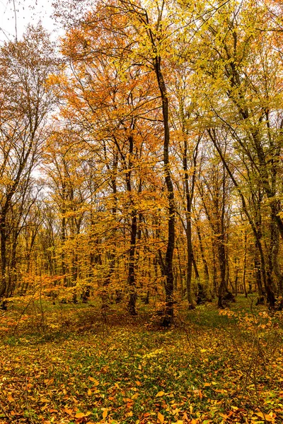 Höstfärger Skogen November — Stockfoto