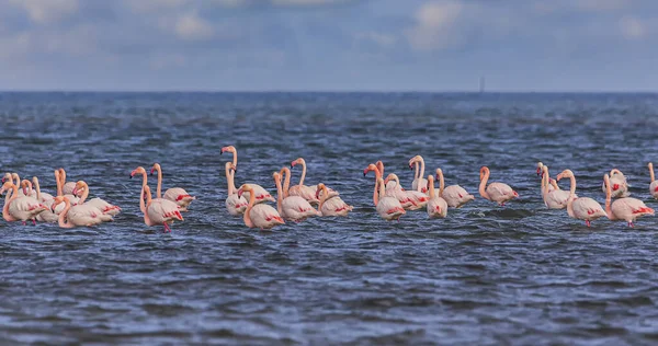 Flock Flamingos Som Övervintrar Stranden — Stockfoto