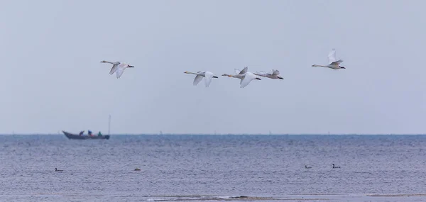 Manada Cisnes Blancos Volando Cielo —  Fotos de Stock
