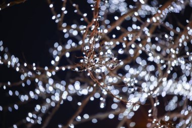 Şehirde yeni yıl çelenkleri yanıyor