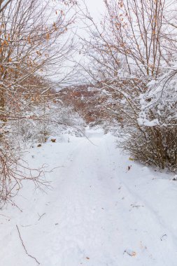 Ağaçlar ve çalılar ormandaki karla kaplı.