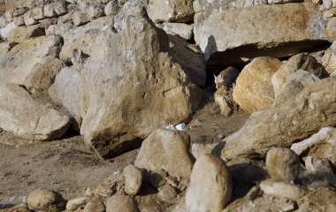 Tilki kayalık sahil boyunca yürüyor.