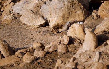 Tilki kayalık sahil boyunca yürüyor.