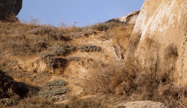 Tepedeki çalıların arkasında saklı tilki