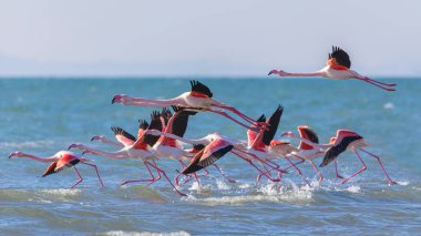 Denizde bir flamingo sürüsü havalandı.