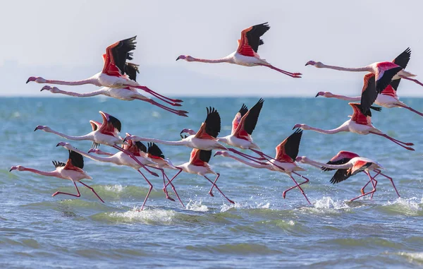 Fjernelse Flok Flamingoer Havet - Stock-foto