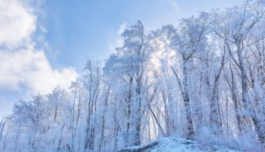 Şiddetli bir rüzgârın ardından ormanda buzla kaplı ağaçlar.