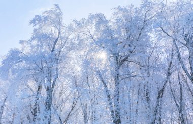 Şiddetli bir rüzgârın ardından ormanda buzla kaplı ağaçlar.