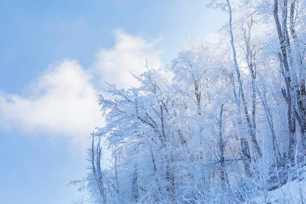 Arbres Couverts Givre Dans Forêt Après Vent Fort — Photo