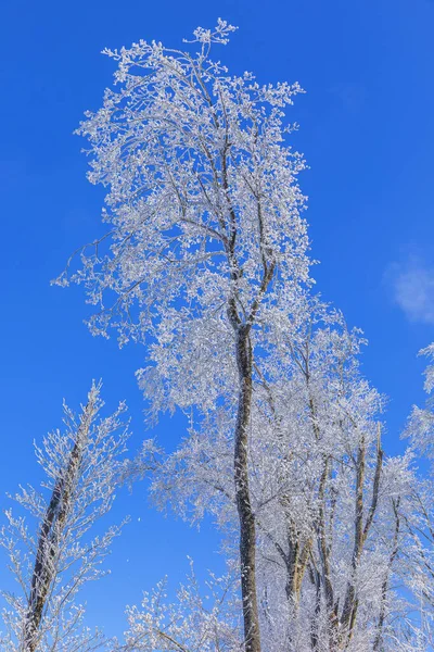 Trees Covered Frost Forest Strong Wind — Stock Photo, Image