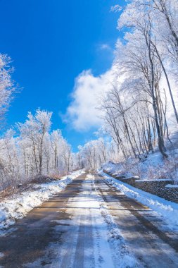 Ormanda karla kaplı bir yol.