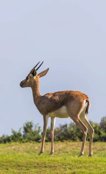 Arabian Gazelle Pastando Ilha Saadiyat Abu Dhabi — Fotografia de Stock