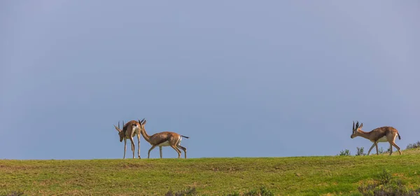 Arabian Gazelle Wypas Wyspie Saadiyat Abu Dhabi — Zdjęcie stockowe