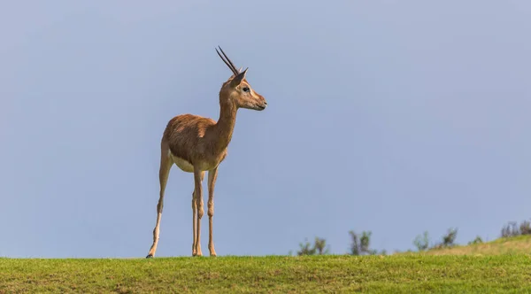 Arabian Gazelle Pastando Ilha Saadiyat Abu Dhabi — Fotografia de Stock