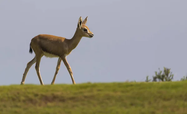 Arabian Gazelle Wypas Wyspie Saadiyat Abu Dhabi — Zdjęcie stockowe