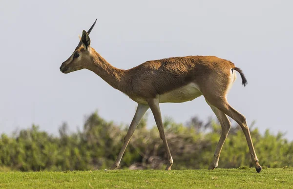 Arabian Gazelle Wypas Wyspie Saadiyat Abu Dhabi — Zdjęcie stockowe