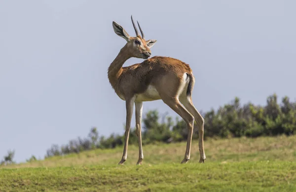 Arabian Gazelle Wypas Wyspie Saadiyat Abu Dhabi — Zdjęcie stockowe