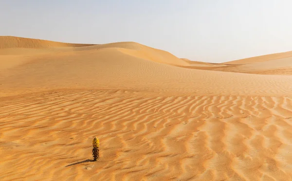 Dunas Arenas Colores Del Desierto Rub Khali — Foto de Stock