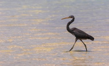 Abu Dabi sahillerinde balıkçıl.