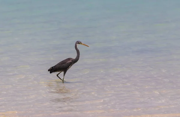 Küstenreiher Den Stränden Von Abu Dhabi — Stockfoto