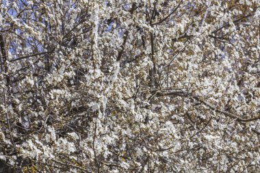 İlkbaharda bir elma ağacının çiçek açması. Güzel bir arka plan.