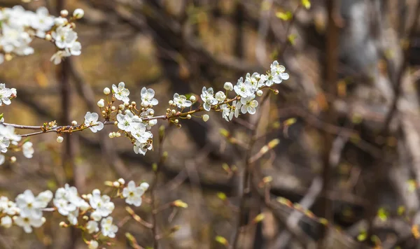 Floraison Pommier Printemps Beau Fond — Photo