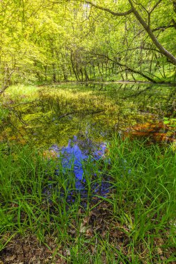 Bahar ormanında güzel bir gölet