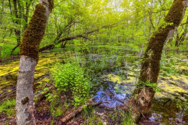 Bahar ormanında güzel bir gölet