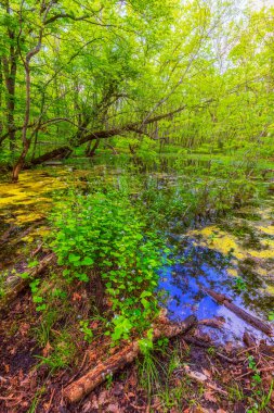 Bahar ormanında güzel bir gölet