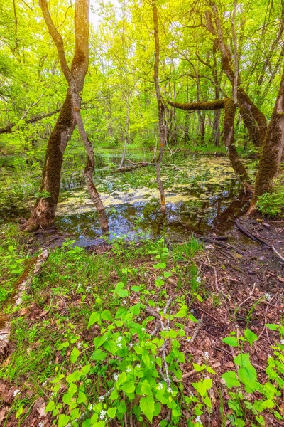 Beautiful Pond Spring Forest — Foto de Stock