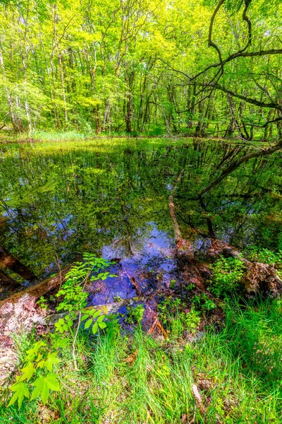 Bahar ormanında güzel bir gölet