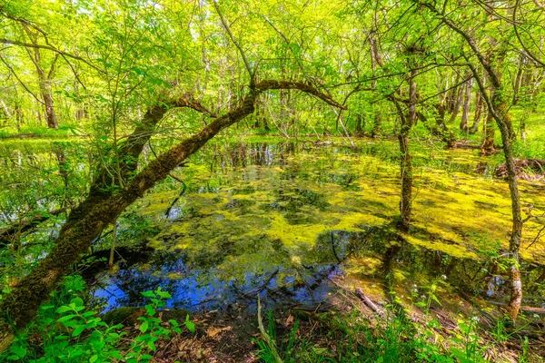 Beautiful Pond Spring Forest — Fotografia de Stock