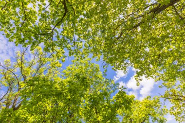 İlkbaharda ormanda ağaçlardan bir taç