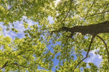 Bahar ormanında güzel bir gölet