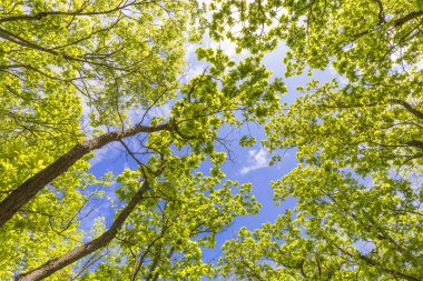 İlkbaharda ormanda ağaçlardan bir taç