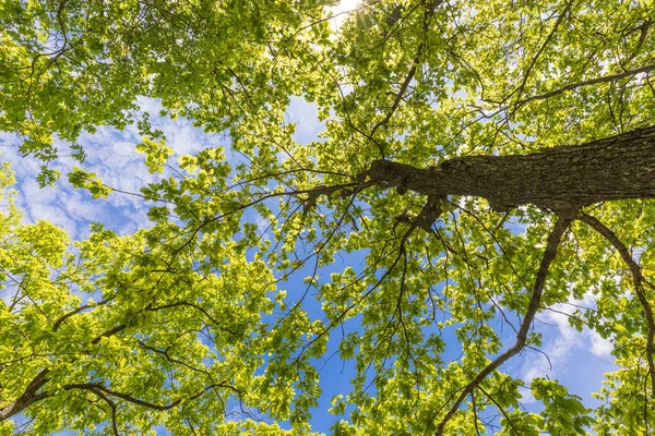 Bahar ormanında güzel bir gölet