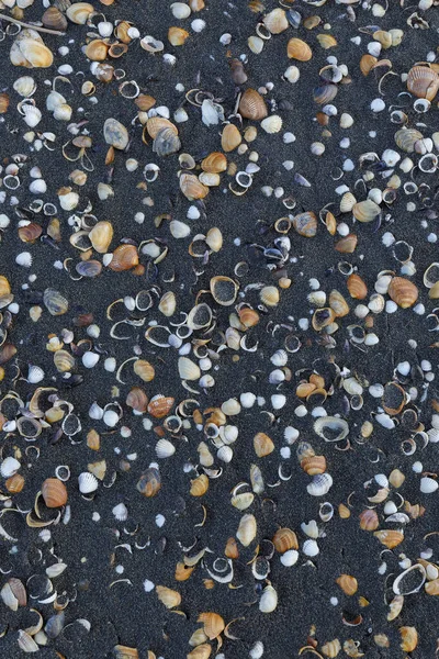 Texture Des Coquillages Sur Sable Côtier Noir — Photo