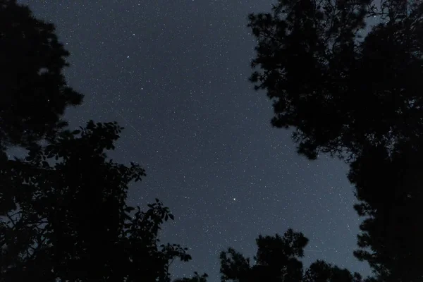 Silueta Del Bosque Nocturno Sobre Fondo Del Cielo Estrellado — Foto de Stock