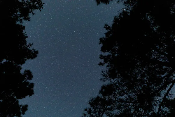 Silueta Del Bosque Nocturno Sobre Fondo Del Cielo Estrellado — Foto de Stock